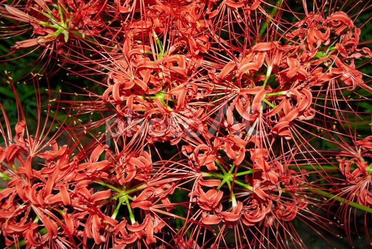 埼玉県日高市　巾着田の曼珠沙華 曼珠沙華,彼岸花,ヒガンバナの写真素材