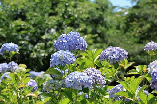 Blue hydrangea flowers blooming at Hondo-ji Temple in Matsudo City, JPG