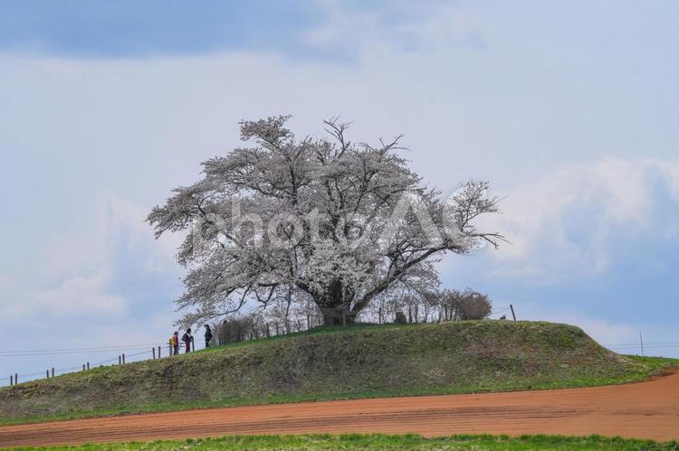 為内の一本桜 為内の一本桜,八幡平市,桜の写真素材