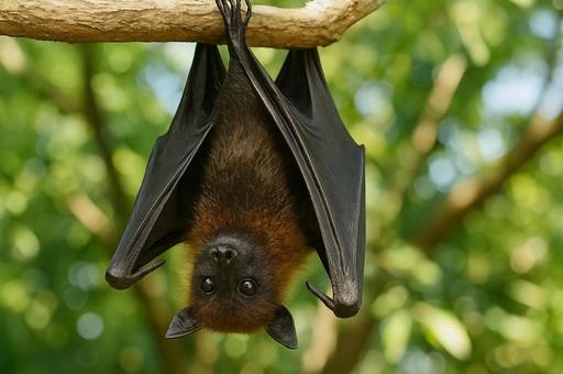 木にぶら下がるコウモリ・野生動物・夜行性 木にぶら下がるコウモリ・野生動物・夜行性の写真