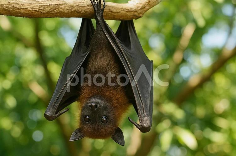 木にぶら下がるコウモリ・野生動物・夜行性 コウモリ,野生動物,夜行性の写真素材