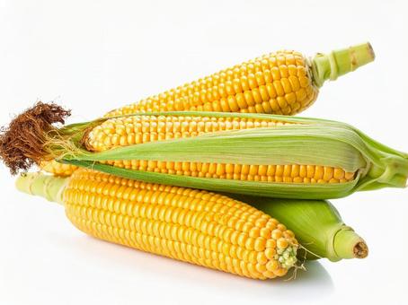 野菜・トウモロコシ 野菜・トウモロコシの写真