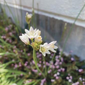 Photo, flower, natural, roadside, 