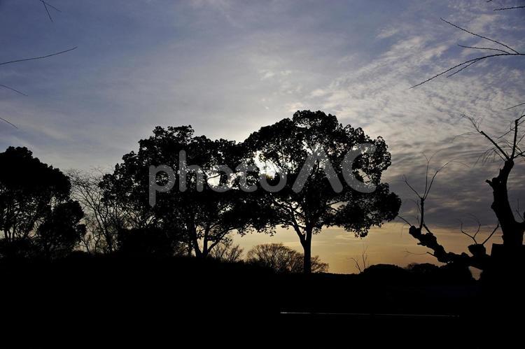 日没と影絵の木 夕陽,光,眩惑の写真素材