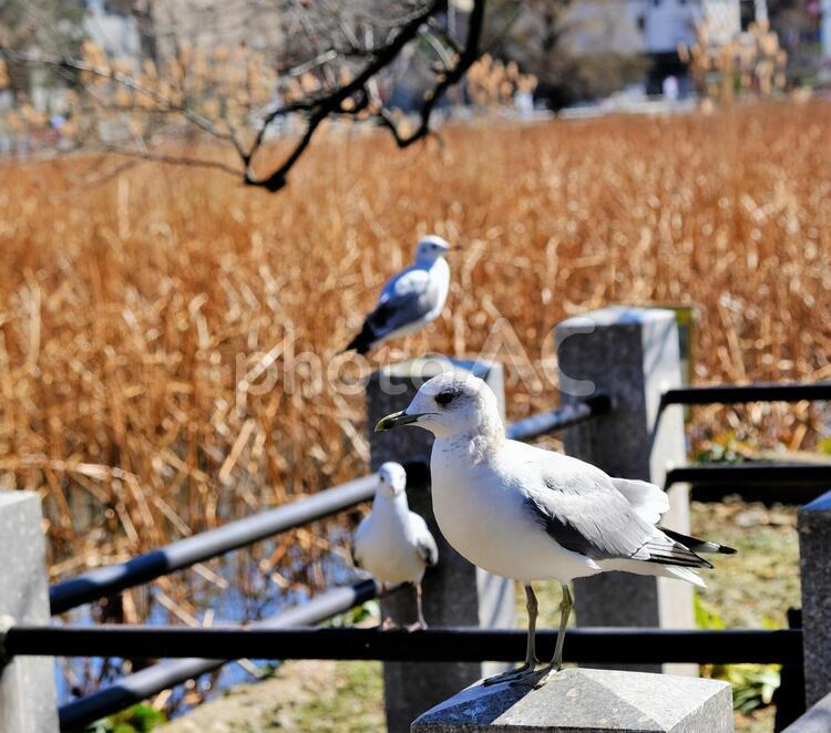 不忍池のカモメ２ カモメ,シルエット,上野の写真素材