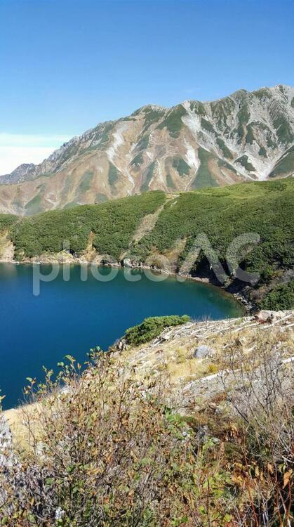 秋の黒部ダム。 アルペンルート,ダム湖,何人もありませんの写真素材