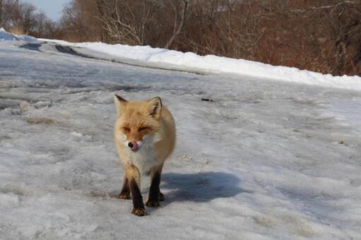 Photo, fox, wild animals, wildlife, 