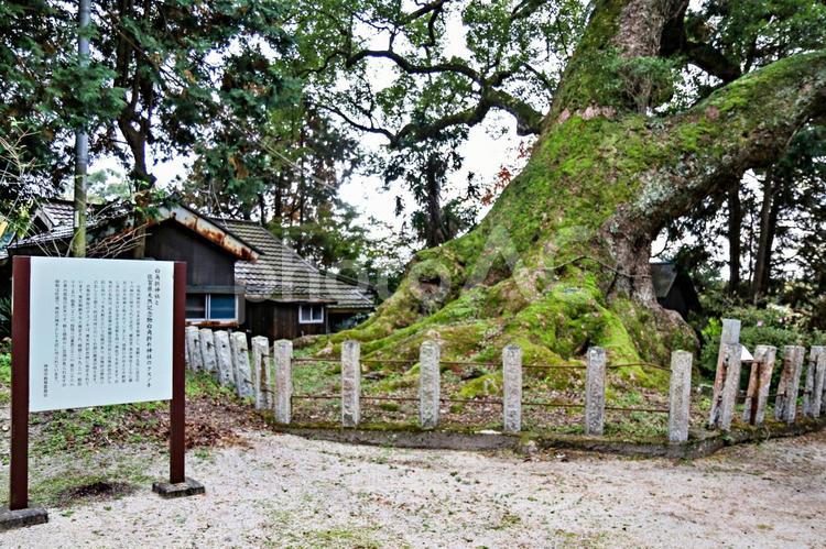 白角折神社（おしとり神社）の大楠 大楠,巨木,楠の写真素材