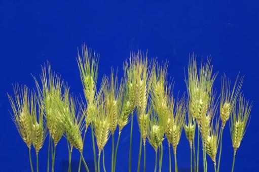 Blue wheat ears, JPG