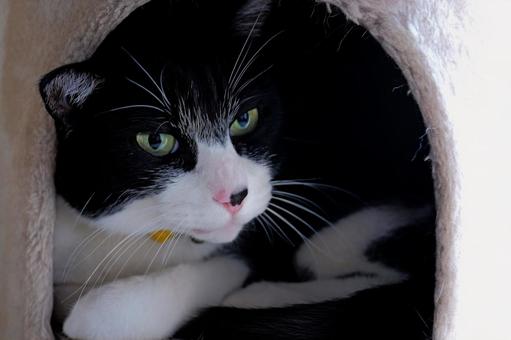 cat, JPG