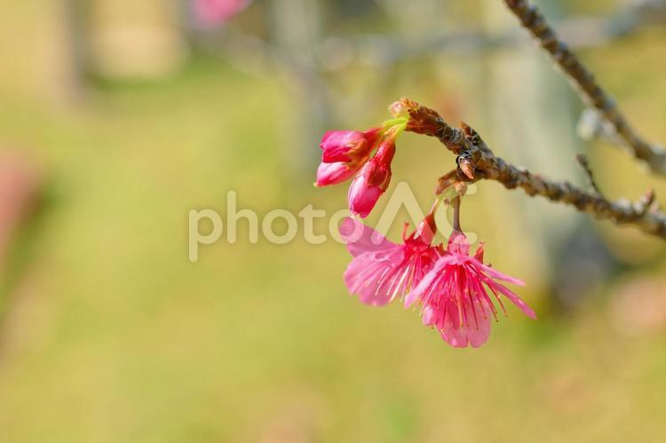 緋寒桜 緋寒桜,サクラ,春の写真素材