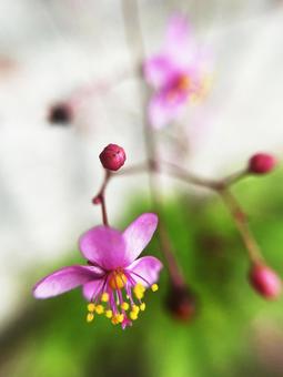 ハゼラン ハゼランの写真