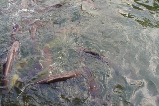 魚 魚の写真