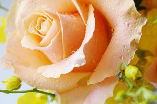 orange rose05の写真