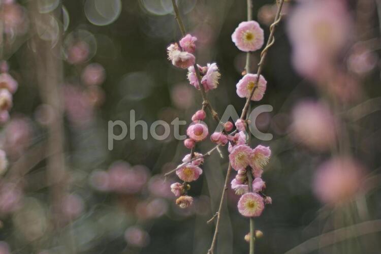 枝垂れ梅 枝垂れ梅,枝垂れ,梅の花の写真素材