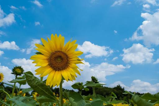 ひまわり畑、夏の青空 ひまわり,夏,晴れの写真素材