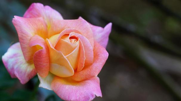 バラ園-740 バラ,ピンク,サーモンピンクの写真素材