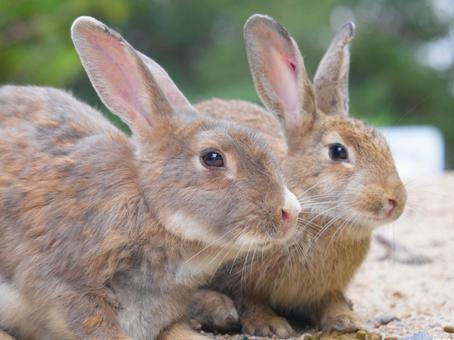 大久野島のウサギ 大久野島のウサギの写真