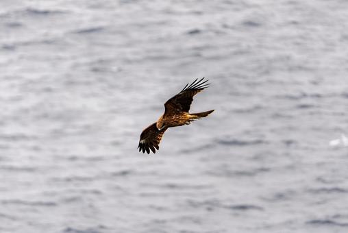 水面を滑空するトビ トビ,猛禽類,鳥の写真素材