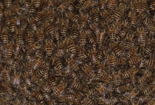 分蜂中に蜂球を作って集まっているミツバチ 分蜂中に蜂球を作って集まっているミツバチ 蜂球,分蜂,生き物の写真素材