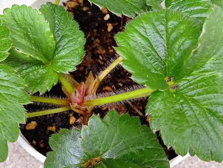 イチゴの栽培 栽培,イチゴ,蜜香の写真素材