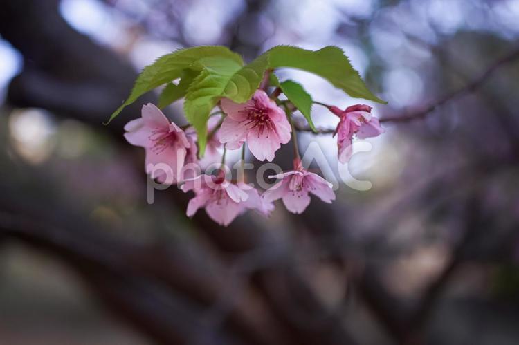 ＜五島の春＞夜明けの鬼岳樹木園の河津桜 桜,河津桜,春の写真素材