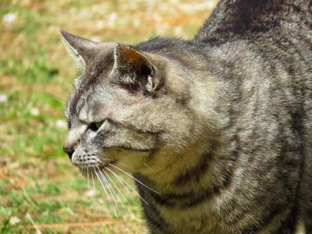 少し機嫌の悪そうな猫の横顔 少し機嫌の悪そうな猫の横顔 猫,動物,かわいいの写真素材