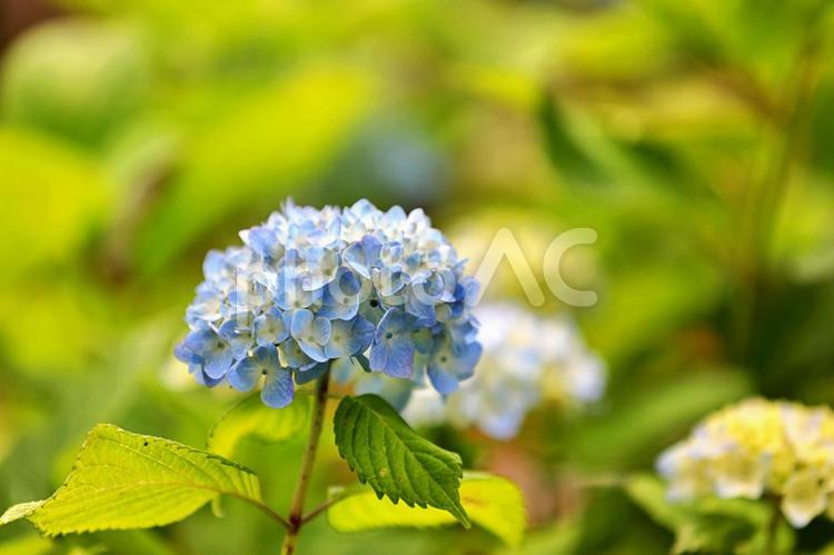 アジサイ アジサイ,紫陽花,梅雨の写真素材