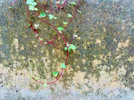 グリーン 雑草 植物 ボタニカル ナチュラル おしゃれ グリーン 雑草 植物 ボタニカル ナチュラル おしゃれの写真