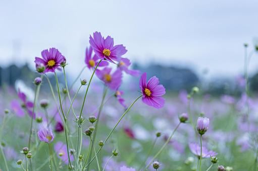 曇りの日の早朝のコスモス畑 曇りの日の早朝のコスモス畑の写真