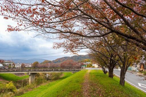 秋の竜田川 川,堤防,竜田川の写真素材