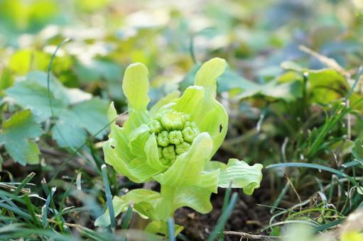 フキノトウ　旬の野菜 フキノトウ,山菜,春の写真素材