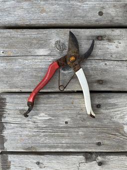 剪定ばさみ はさみ,剪定用,鋏の写真素材