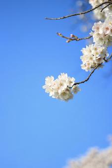 見ごろが長い桜_19 ピンク,水色,桜の写真素材