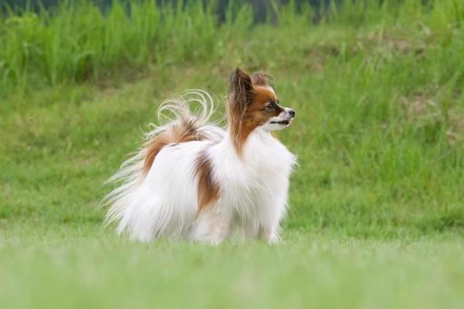 公園のパピヨン 公園のパピヨン 犬,パピヨン,可愛い犬の写真素材