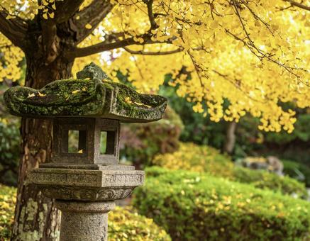 秋の日本庭園とイチョウの風景 秋の日本庭園とイチョウの風景の写真