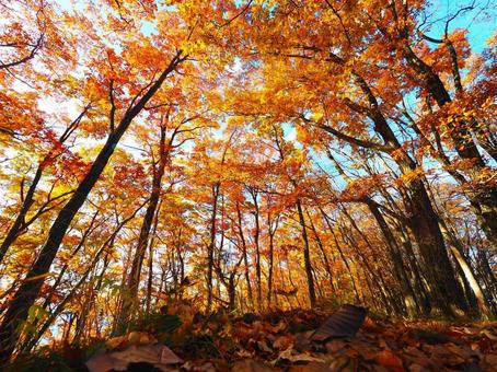 Autumn leaves (Kandayama), JPG