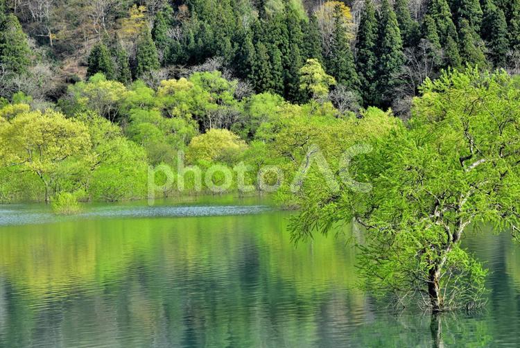 水没林（山形白川湖） 水没林,新緑,湖の写真素材