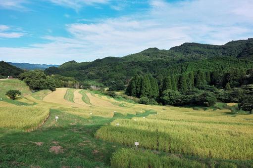 稲穂が実る千枚田(棚田) 稲穂が実る千枚田(棚田) 大山千枚田,棚田,千葉県鴨川市の写真素材