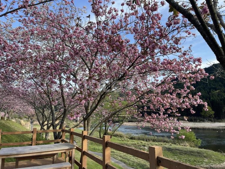 木津川の八重桜① さくら,八重桜,桜の写真素材