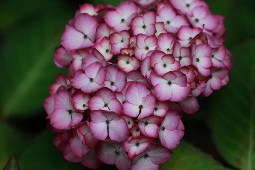 アジサイ アジサイ,花,装飾花の写真素材