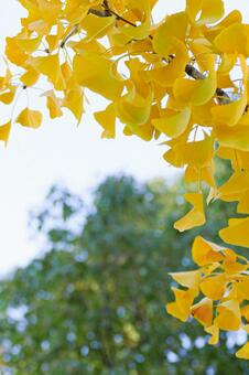 緑を背景にした鮮やかなイチョウの黄葉 イチョウ,銀杏,葉の写真素材