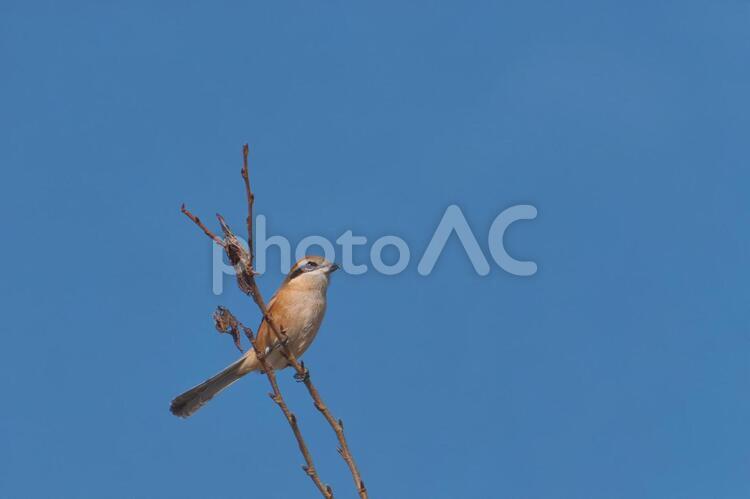 枝にとまったモズ 冬,野鳥,里の鳥の写真素材