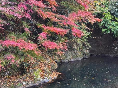 紅葉 紅葉,秋,秋イメージの写真素材