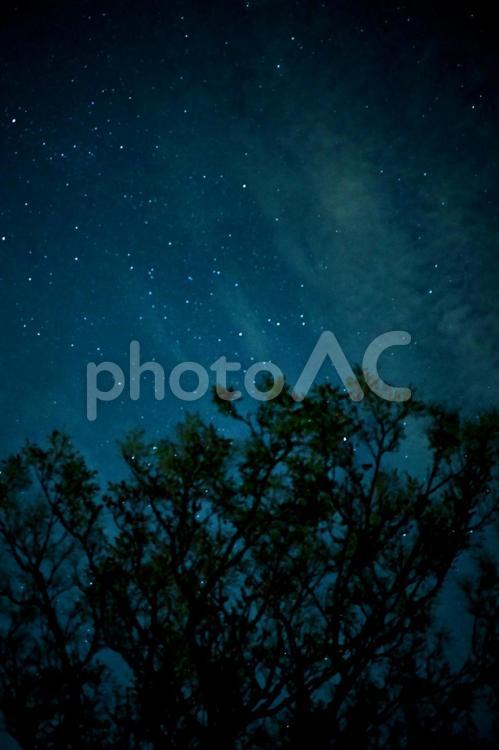星降る夜空と木々のシルエット 星空,星,夜空の写真素材
