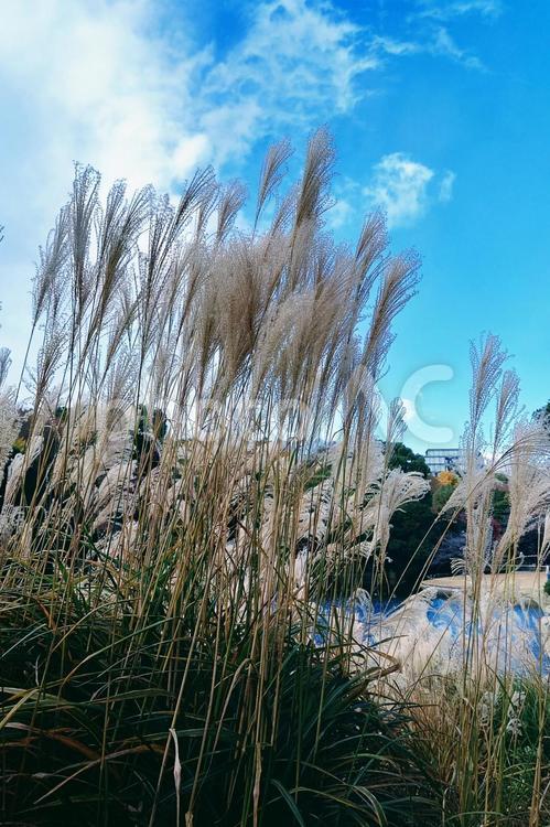 青空とすすき（薄）　風景素材 すすき,ススキ,植物の写真素材