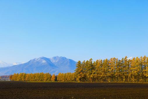 カラ松の紅葉 カラマツ,防風林,紅葉の写真素材