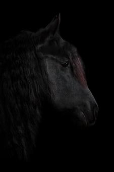 静かな雰囲気の格好いい黒馬の横顔 静かな雰囲気の格好いい黒馬の横顔 馬,馬の顔,アップの写真素材
