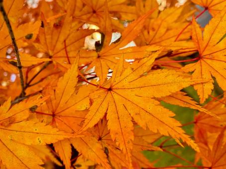 オレンジ色のもみじのアップ もみじ,秋,オレンジの写真素材