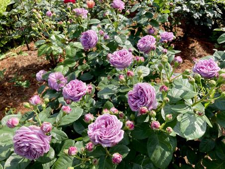 バラ バラ バラ,ローズ,花びらの写真素材